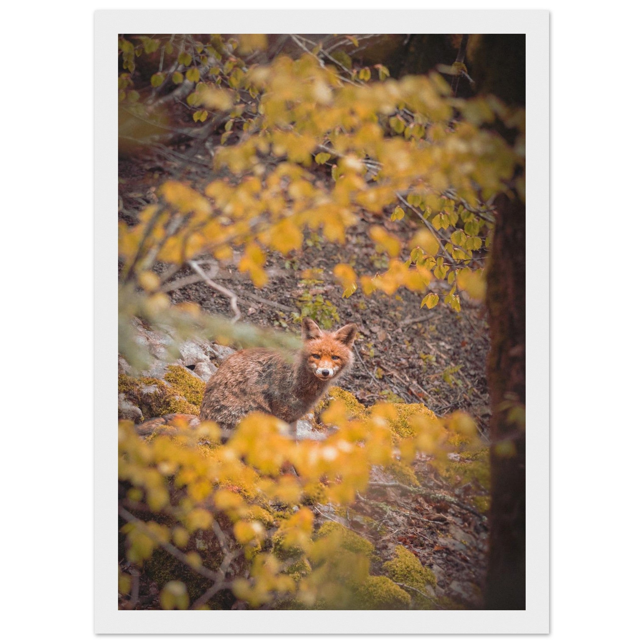 153f5dd2-cc3d-4558-ab34-757cfdedebf7