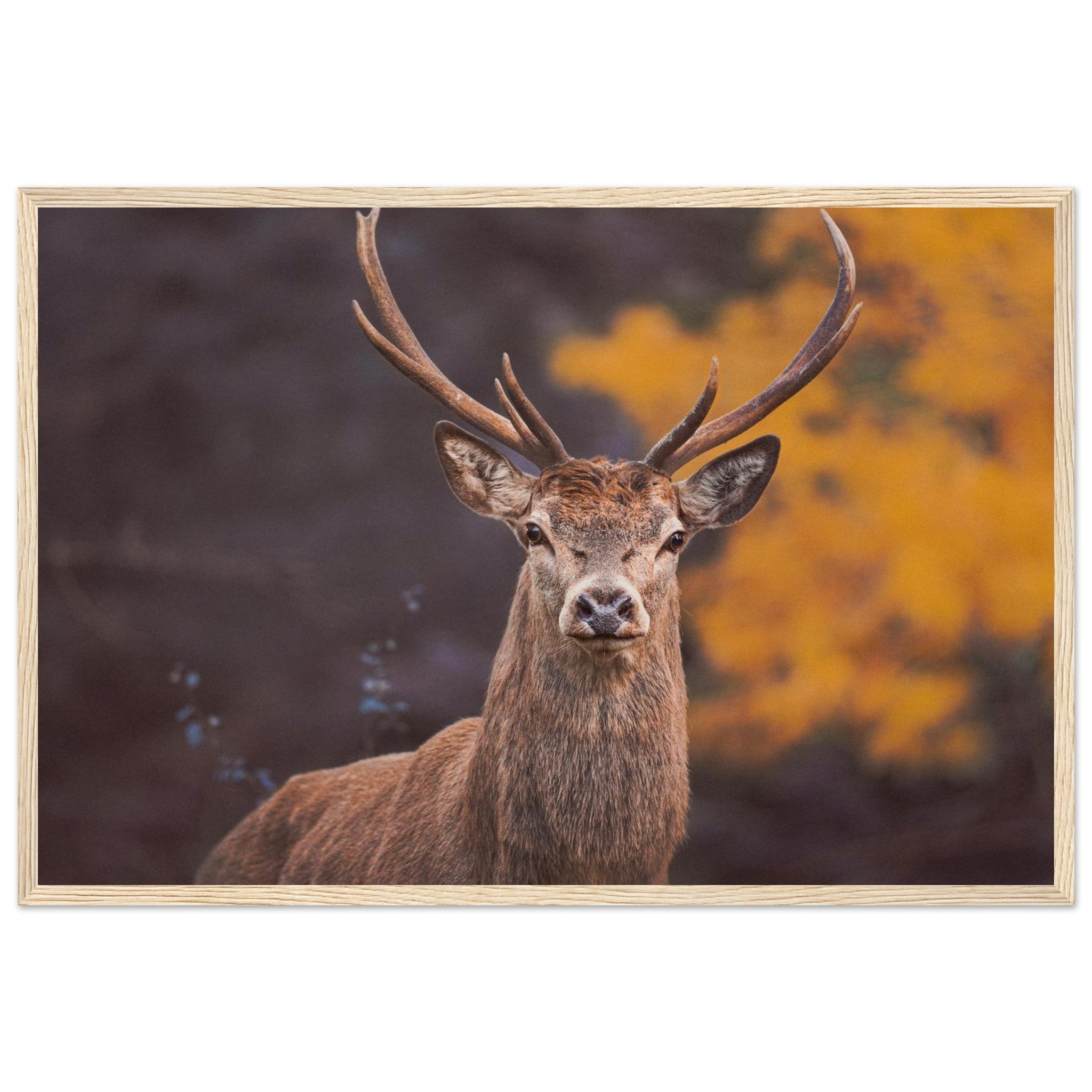 2c9fe40b-ddc6-41fd-9245-ddf3b09682ed