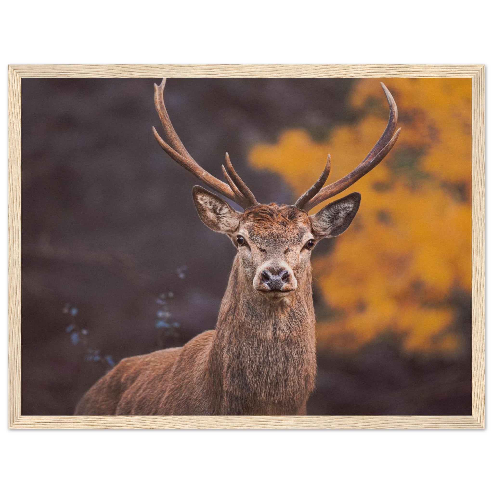 57a55008-91dc-49df-8af3-8b5d965d5ff0