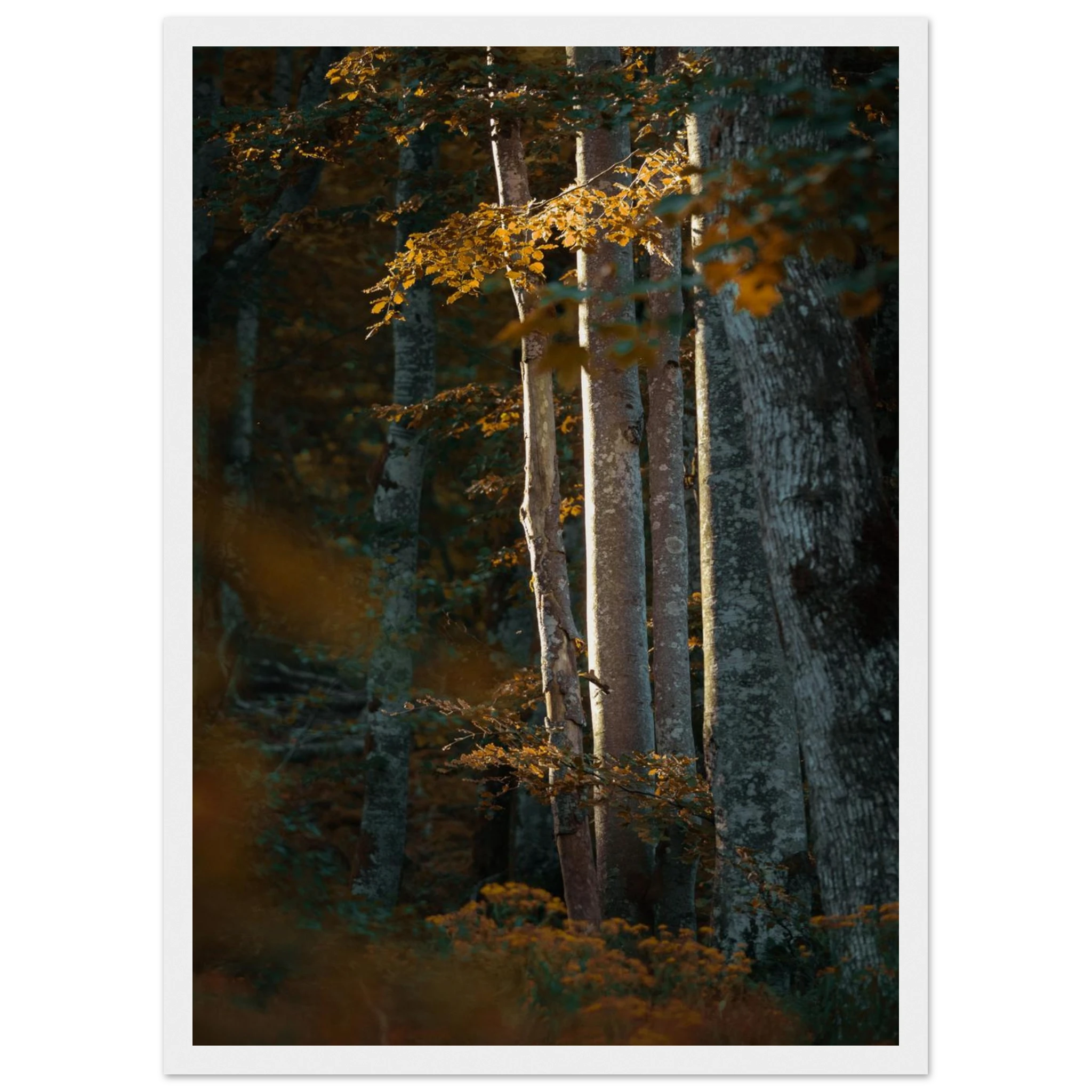 888bc357-3276-4f65-aabb-104f242f03c6