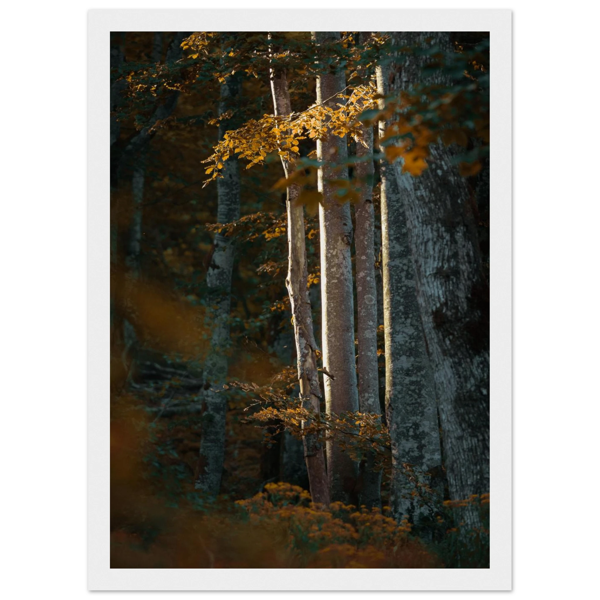 90d1b1d1-2dfa-4b12-a4c7-9ff2801336d1