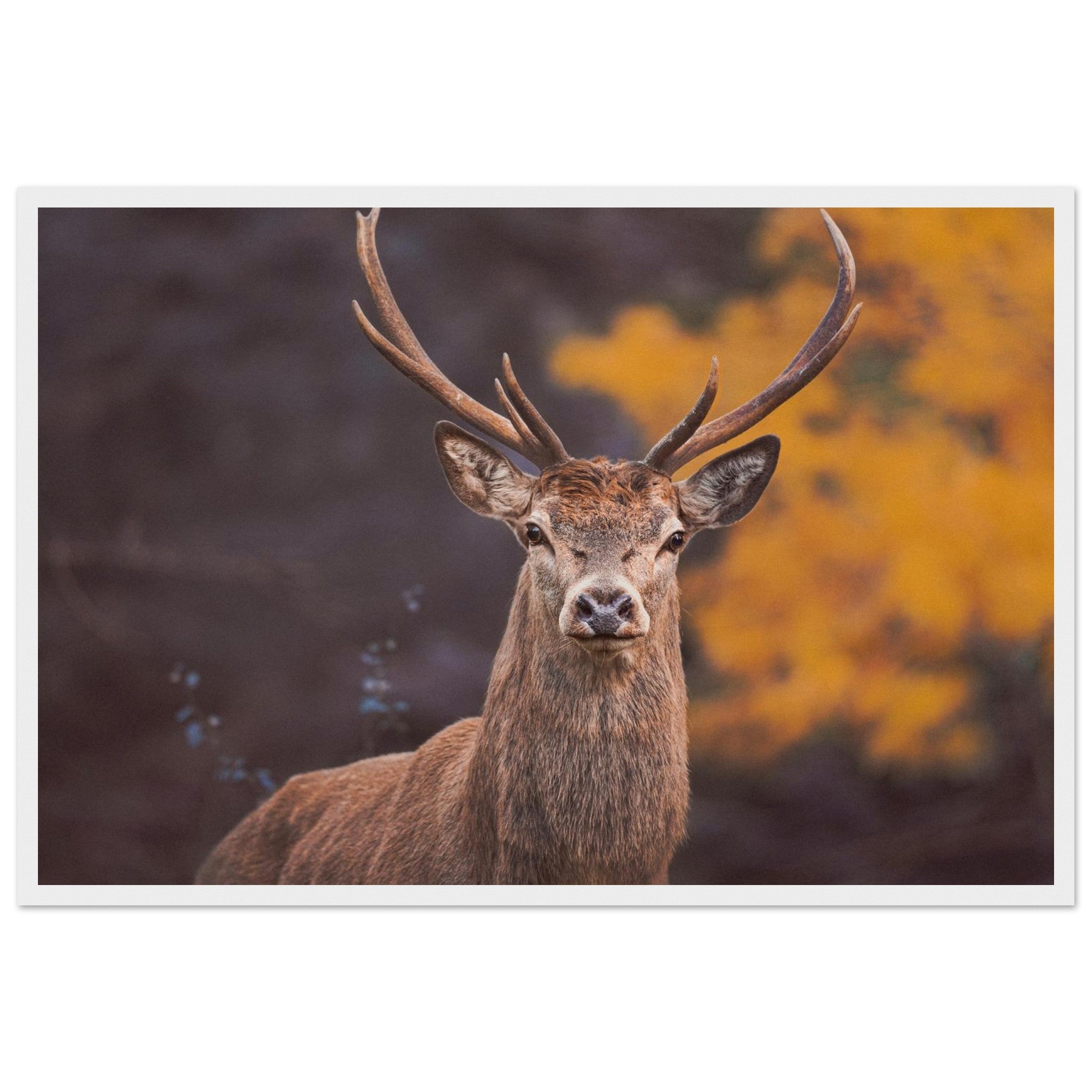 a00cb343-9efc-4d87-8d77-04f87d388c23