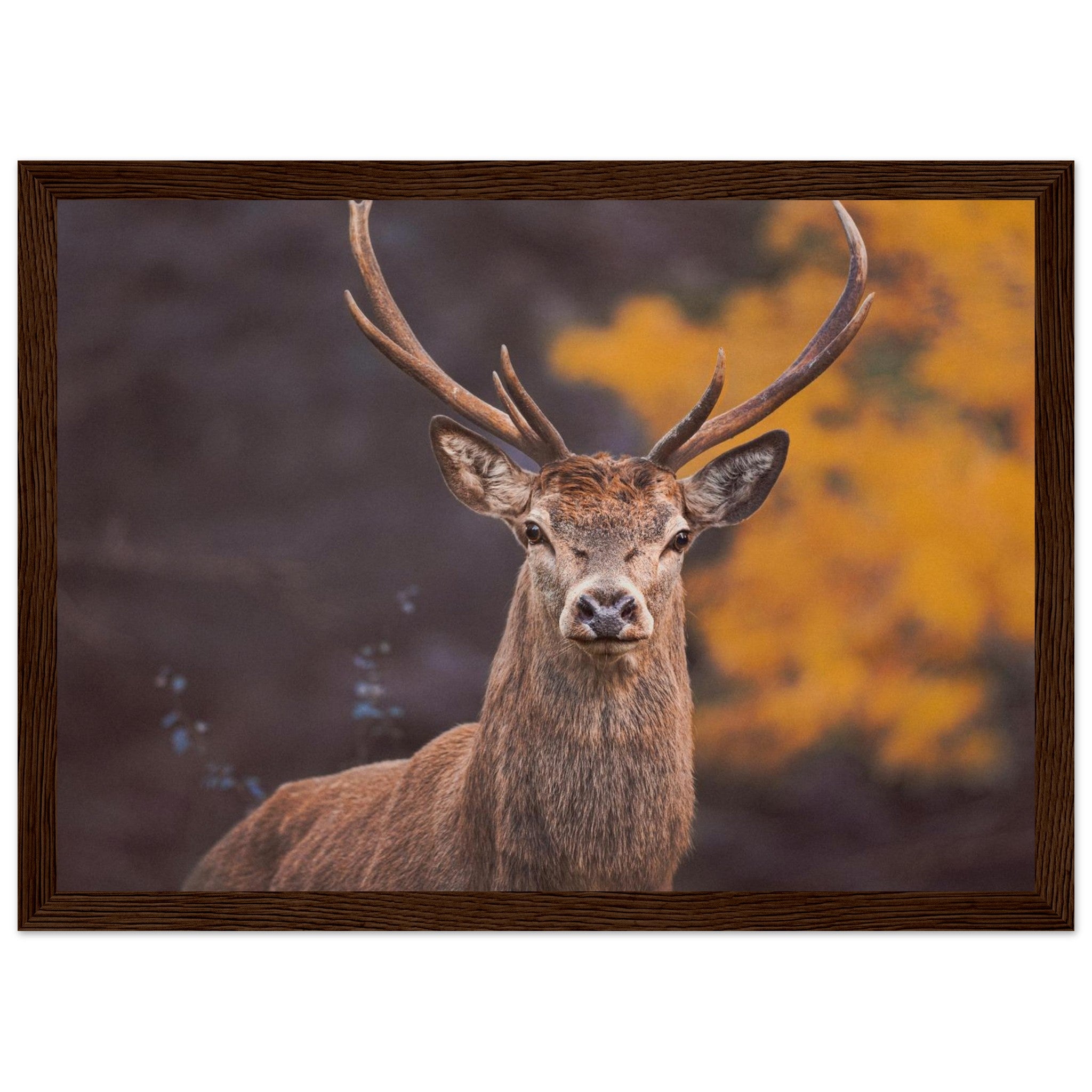 b7303ad5-9152-4cce-bfa0-8ab6dfb1c261